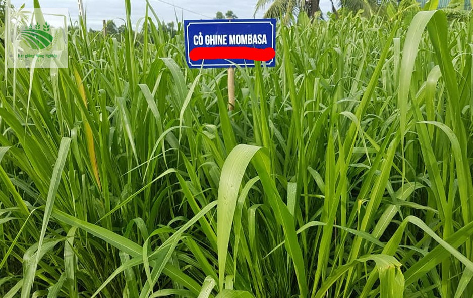 Hạt giống cỏ Mombasa