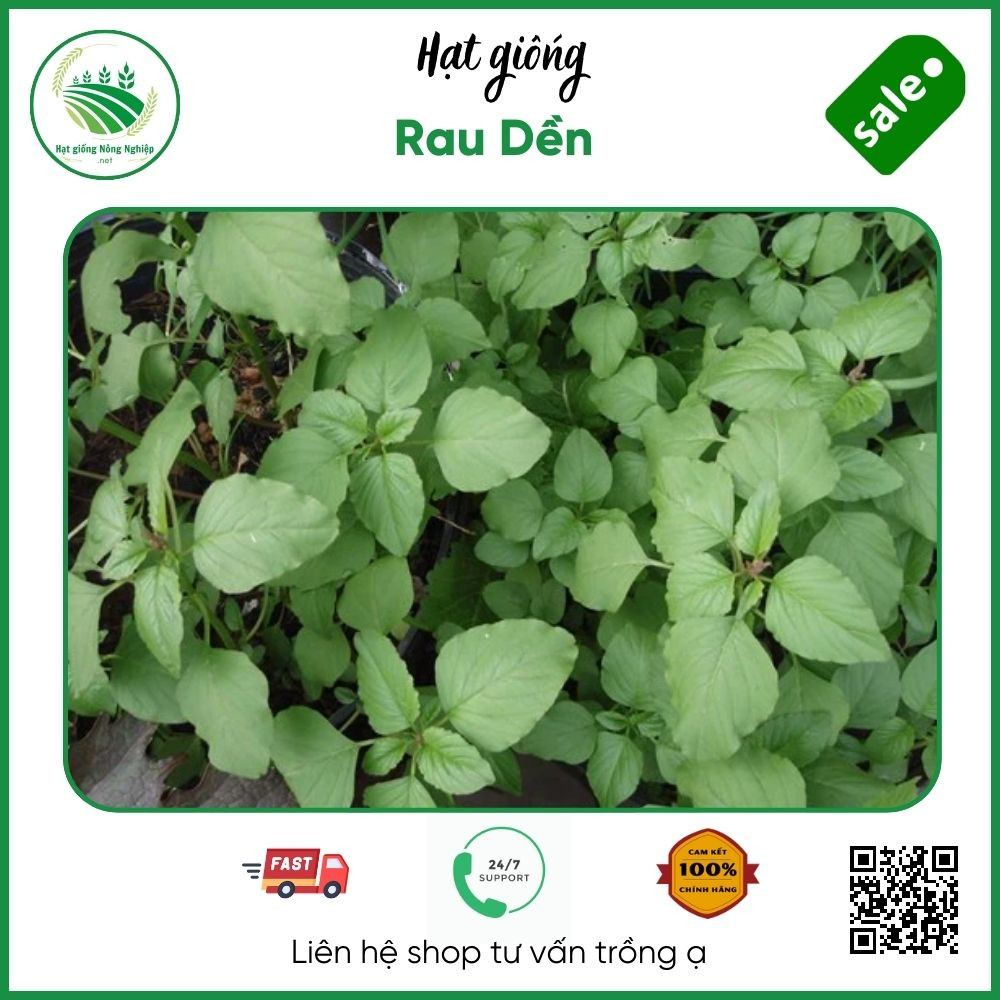 Hạt giống rau dền khoang