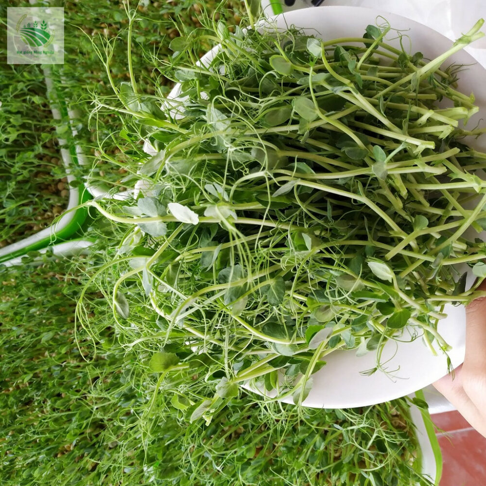 hạt giống rau mầm đậu hà lan