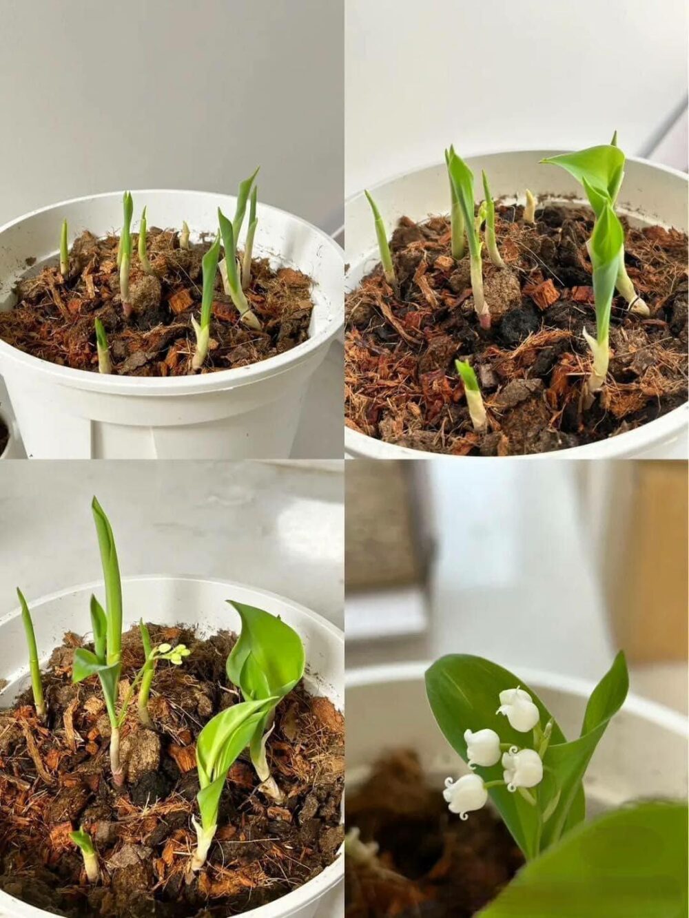 Củ giống hoa Linh Lan