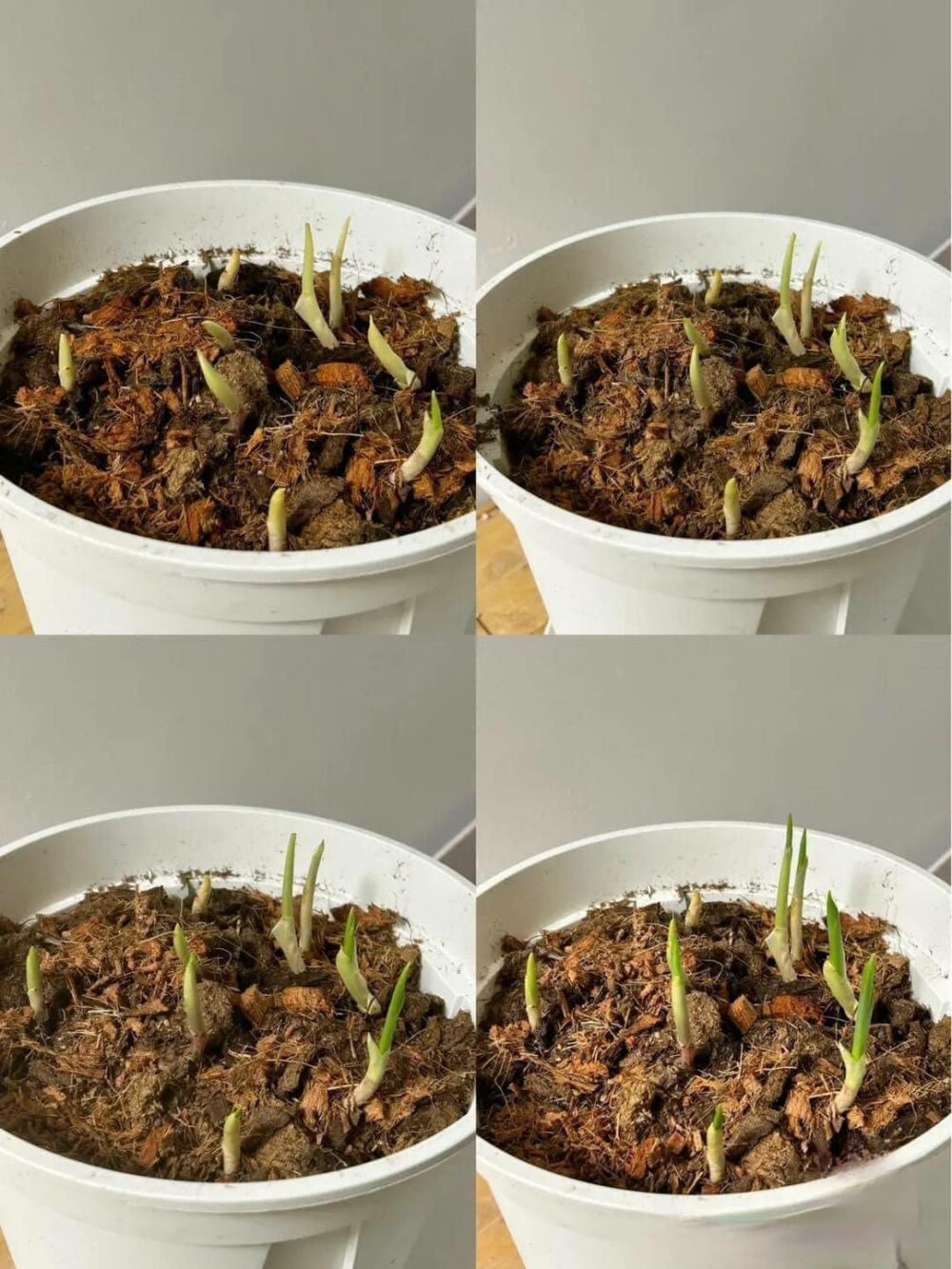 Củ giống hoa Linh Lan