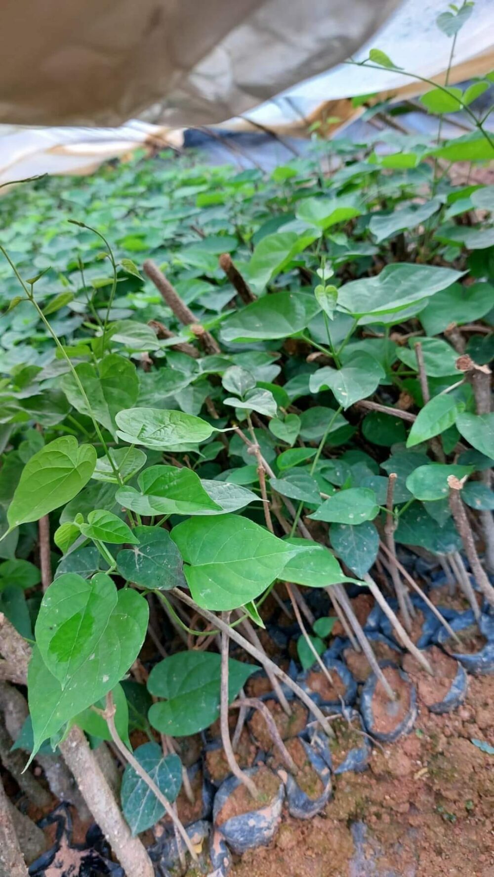 Cây gióng thiên lý siêu hoa