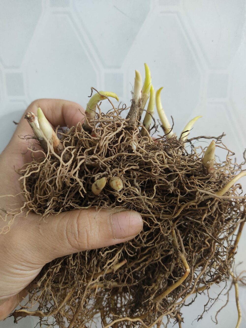 Củ giống hoa Linh Lan