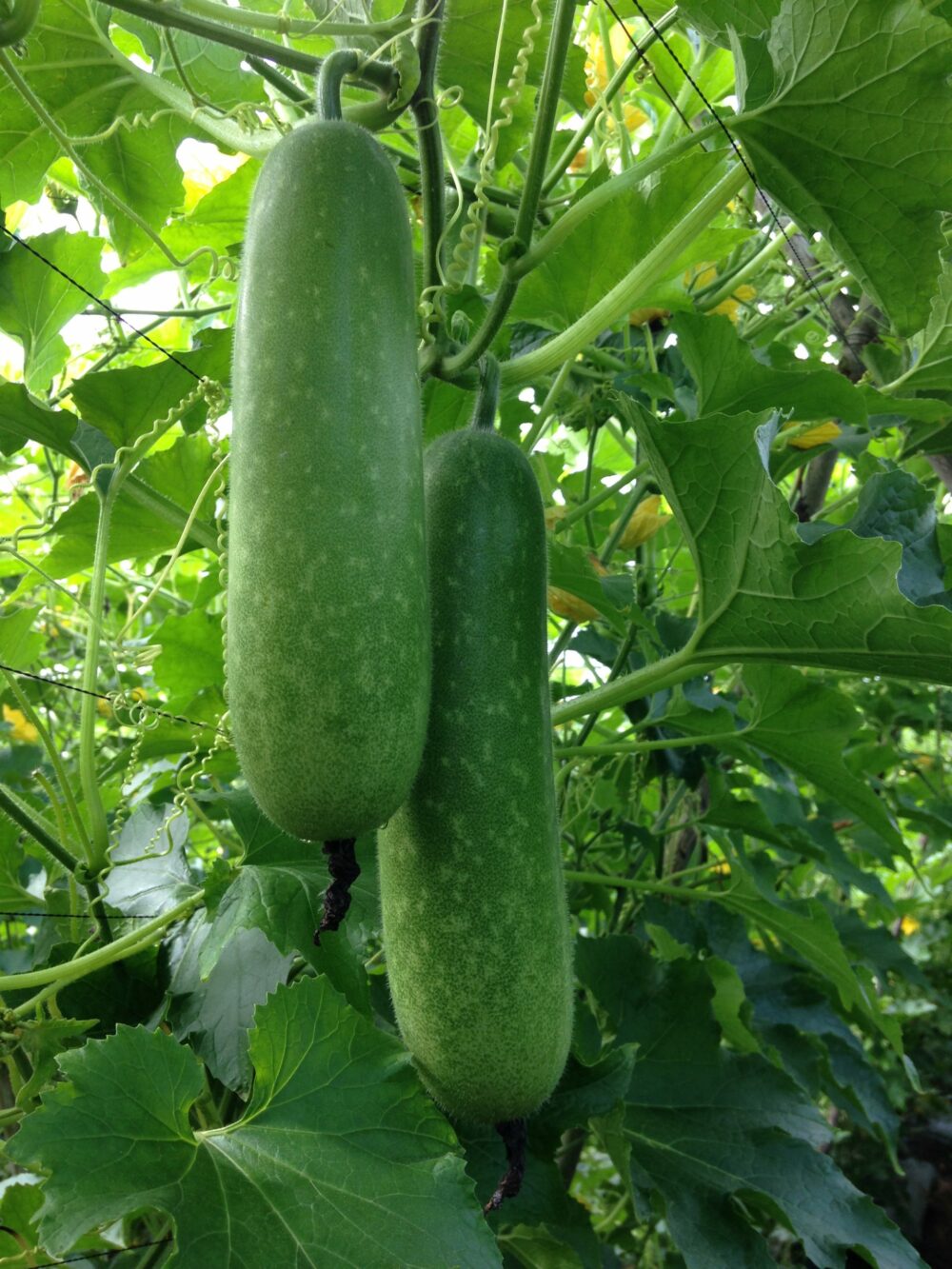 hạt giống bí đao