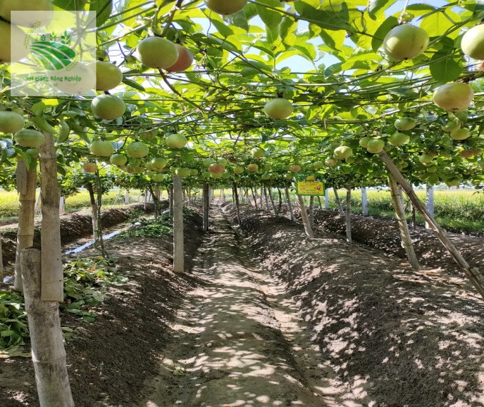 Làm dàn cho cây chanh leo