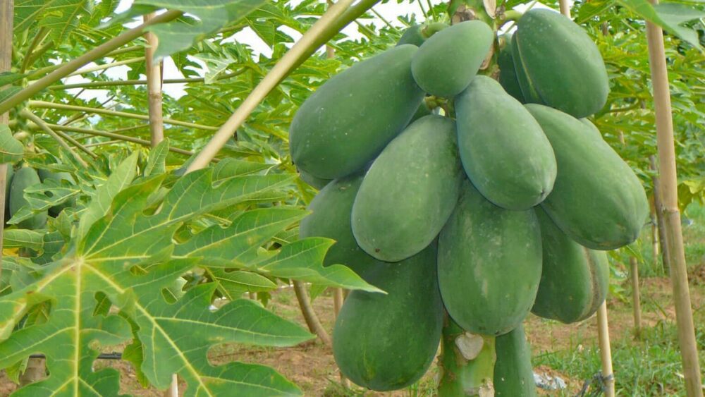 Cây đu đủ xanh được chăm sóc tốt