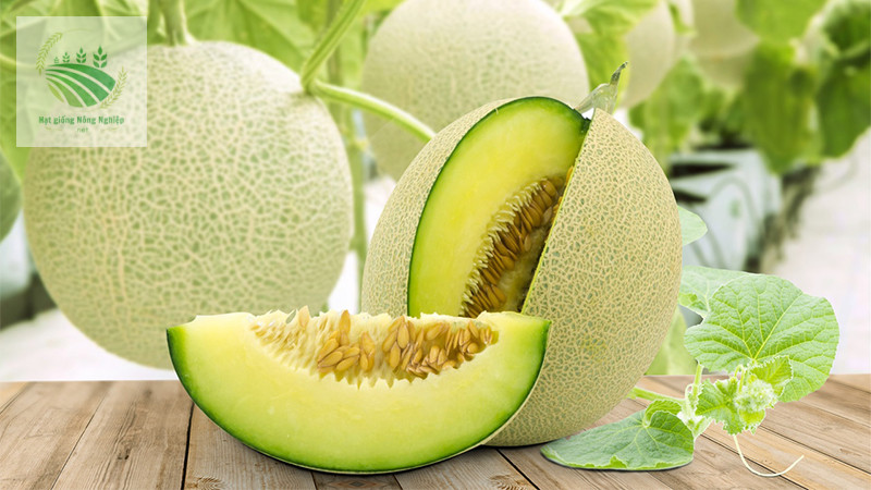 Hạt giống dưa lưới