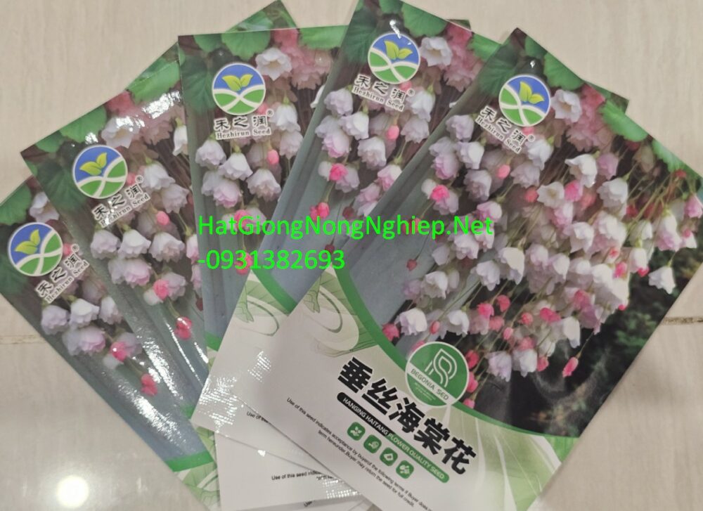 Hạt giống hoa chuông gió