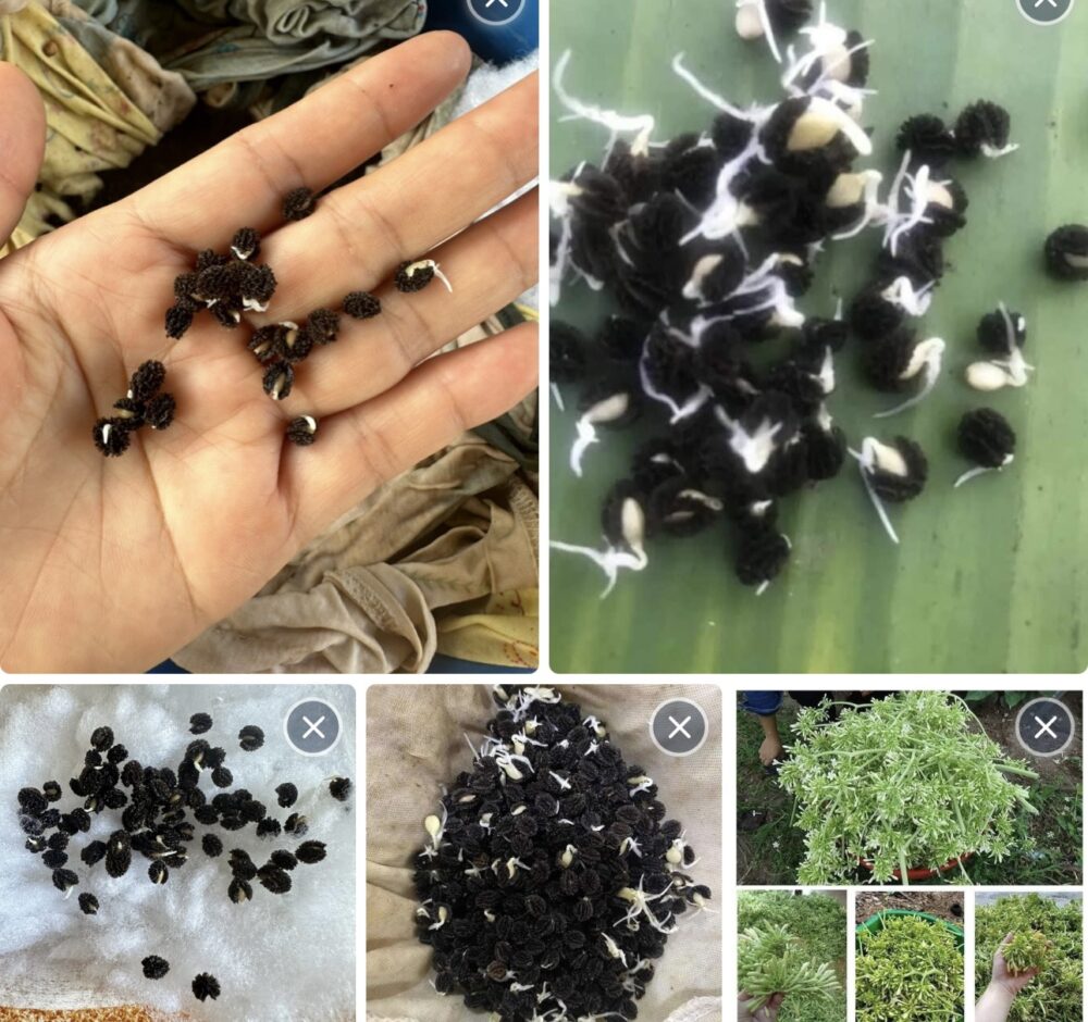 hạt giống hoa đu đủ đực