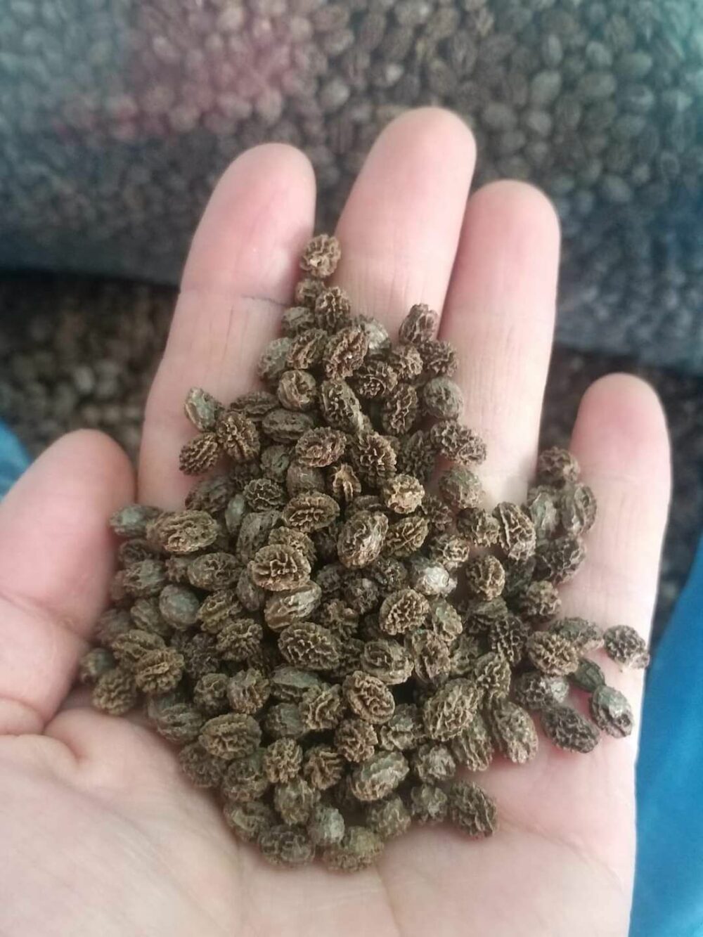 hạt giống hoa đu đủ đực