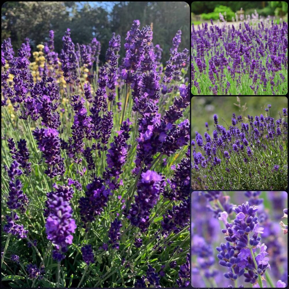 hạt giống hoa oải hương(lavender)