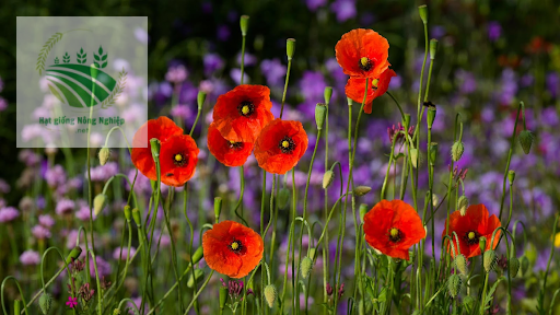 Hạt giống hoa poppy