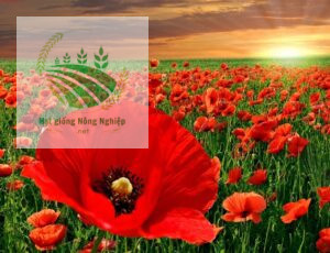 Hạt giống hoa poppy