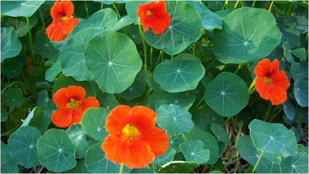 Hạt giống hoa sen cạn