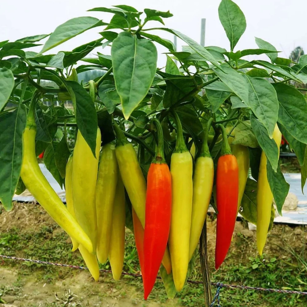Hạt giống ớt sừng