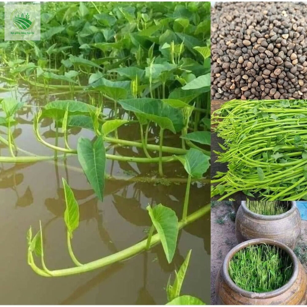hạt giống rau muống nước