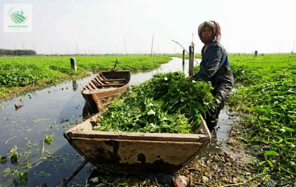 hạt giống rau muống nước