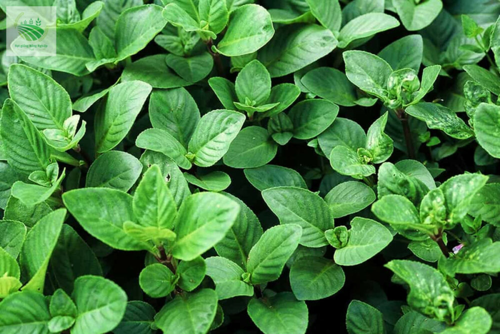 Hạt giống rau quế vị