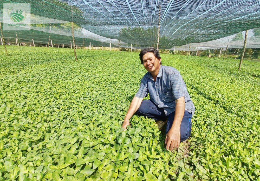 Hạt giống rau quế vị