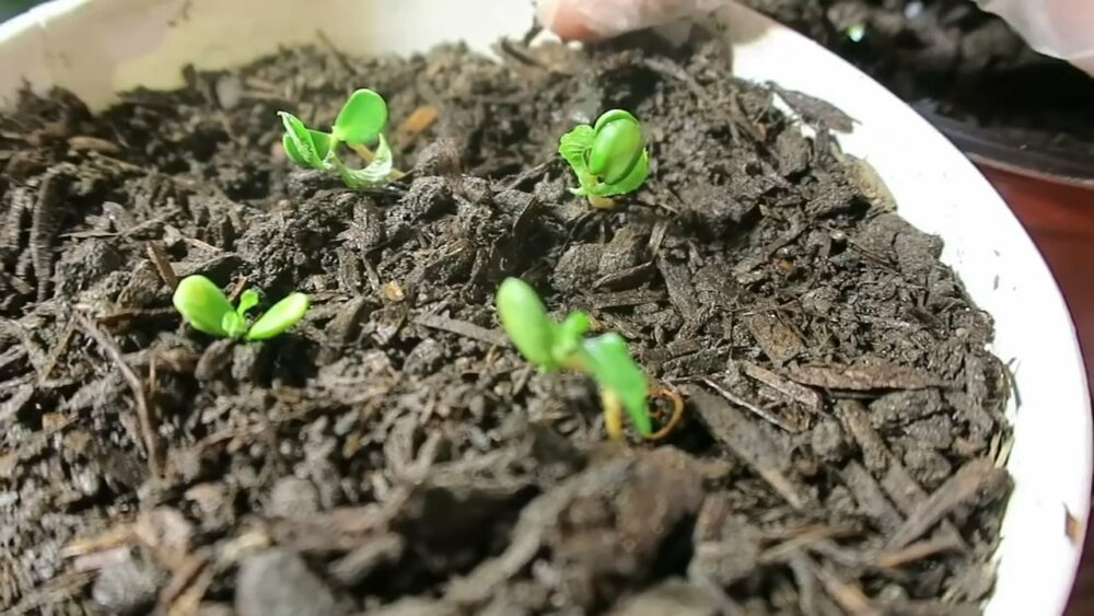 Đất gieo trồng hạt giống kiwi