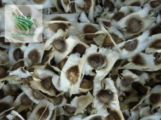 Hạt giống cây kim tiền