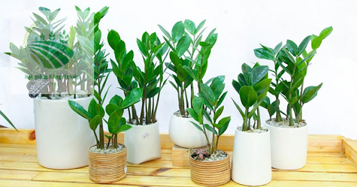 Các cây kim tiền xinh xắn trang trí bàn 