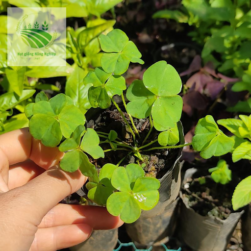 Bầu ươm cỏ 3 lá 