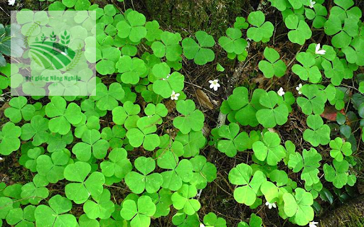 Cỏ 3 lá được chăm sóc tươi tốt 