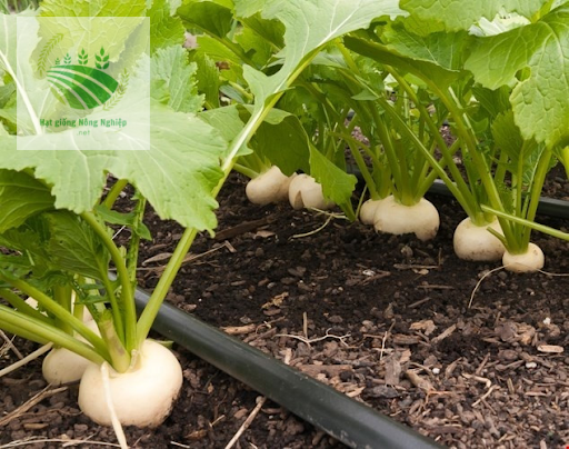 Cây củ cải trắng được chăm sóc tốt