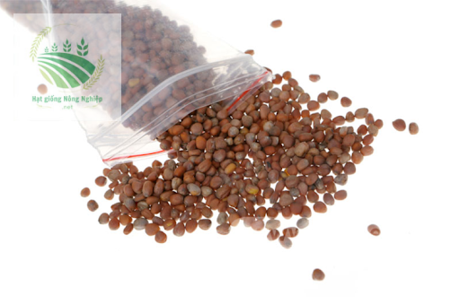 Hạt giống củ cải trắng