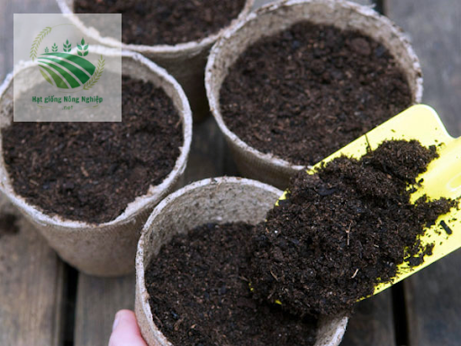 Đất trồng phù hợp với hoa cát tường 