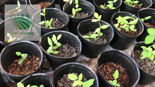 Cây hoa dậu biếc được trồng đúng mật độ 