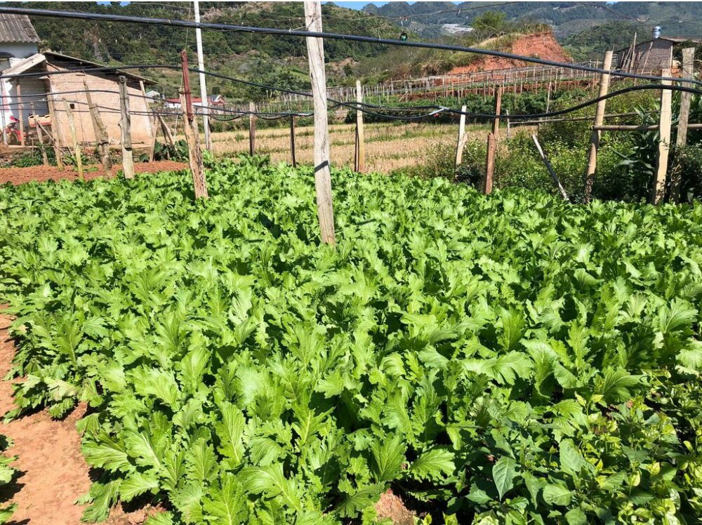Hạt giống cải mèo Hà Giang