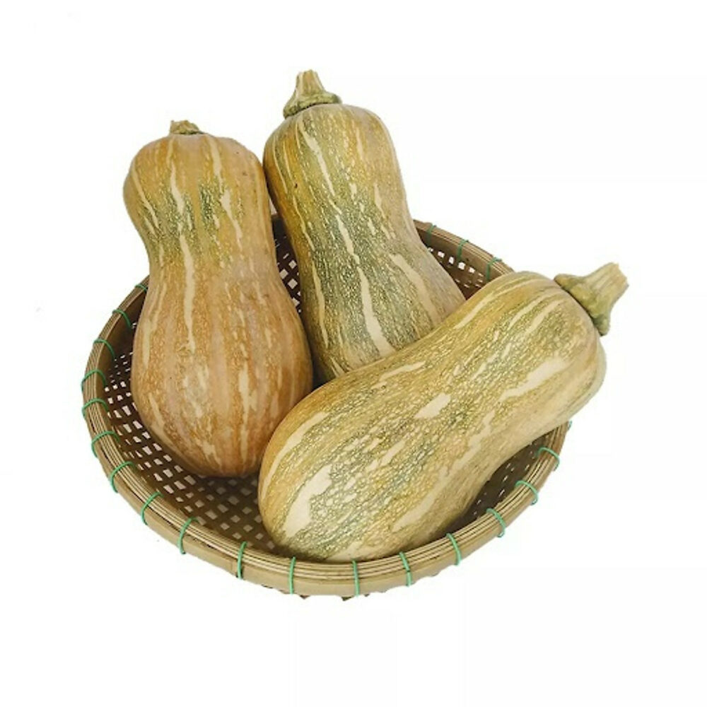 Hạt giống bí ngô mật cao sản PD99