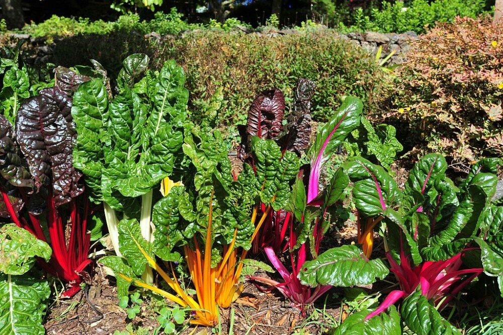 Hạt giống cải bảy sắc cầu vồng