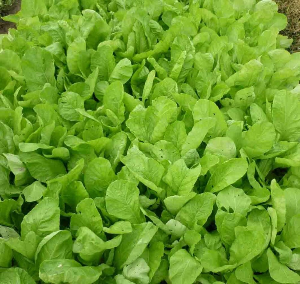 Hạt giống cải mơ lùn Hà Nội