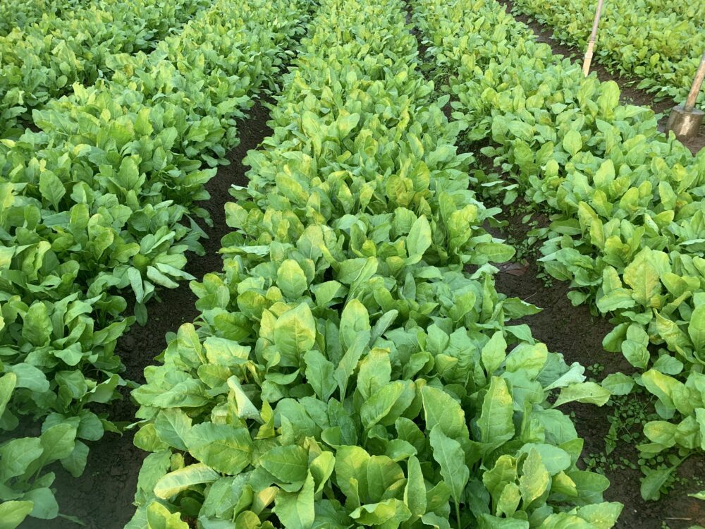 Hạt giống cải bó xôi Phú Điền