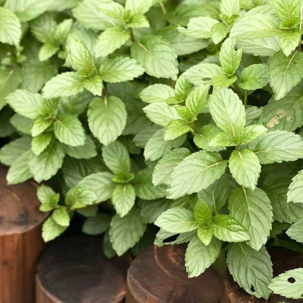 Hạt giống Bạc Hà Âu RADO 224