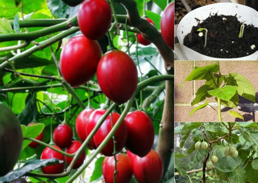 Hạt giống cà chua thân gỗ