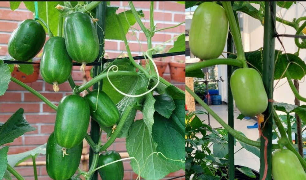 Hạt giống dưa chuột ngọc nữ