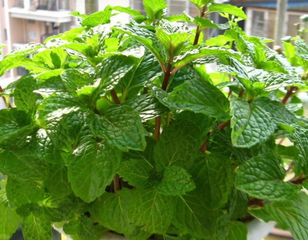 Hạt giống rau bạc hà