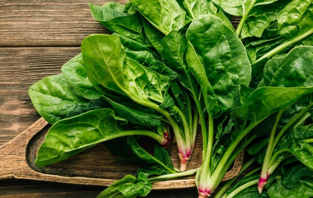 Hạt giống rau chân vịt