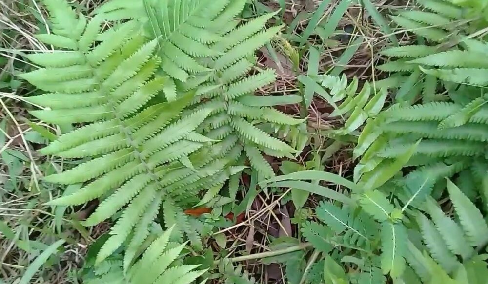 Cây giống rau dớn