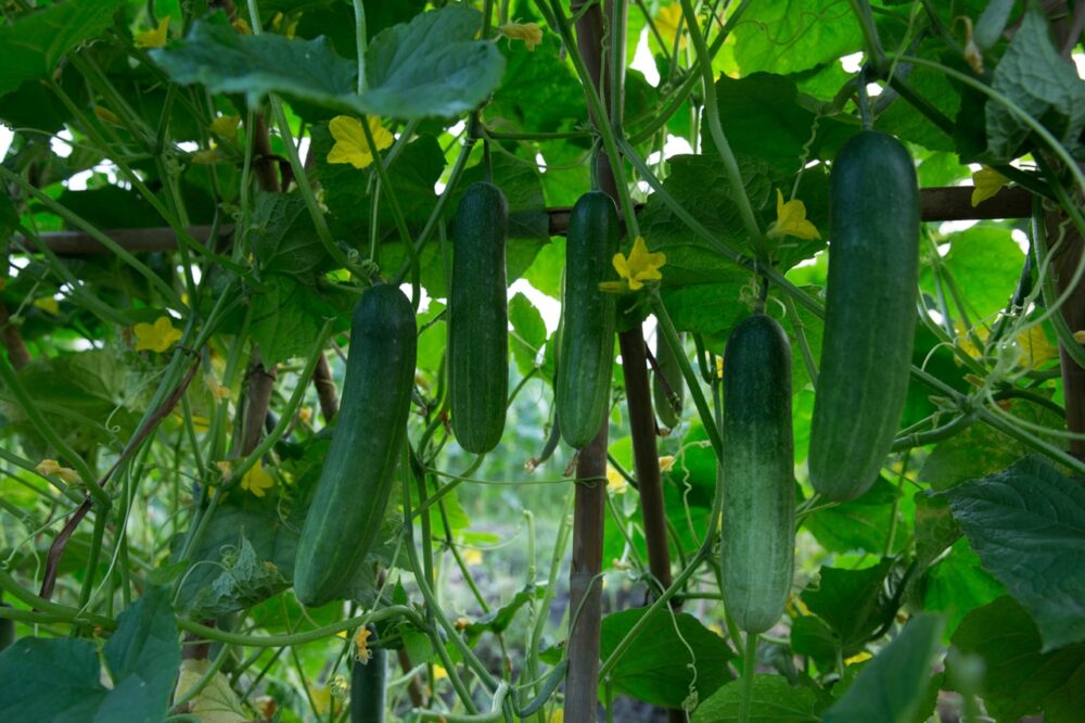 Hạt giống dưa leo lai F1-PD288