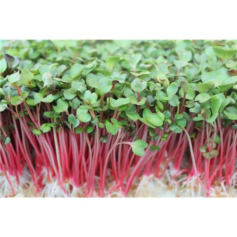 Hạt giống Mầm củ cải đỏ Phú Điền