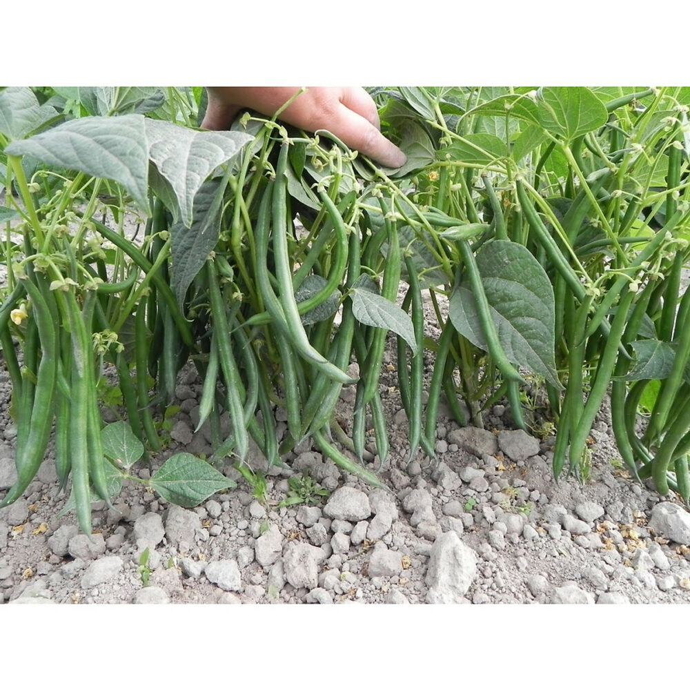 Hạt giống đậu cove bụi hạt trắng PD262