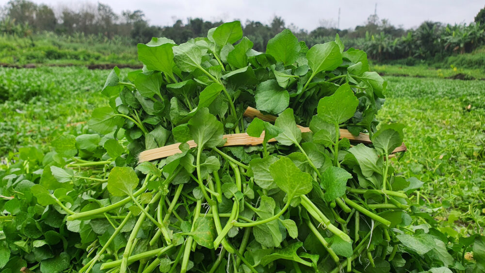 Hạt giống Cải Xoong PD309