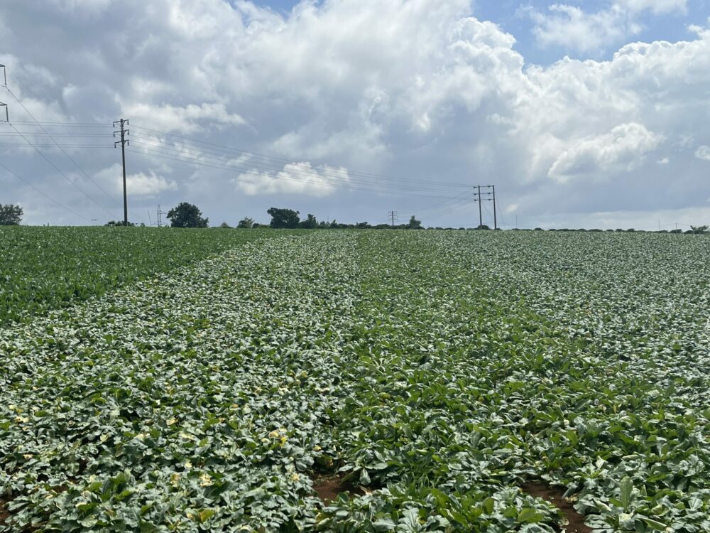 Hạt giống củ cải đường PHUDI 2.0 Phú Điền