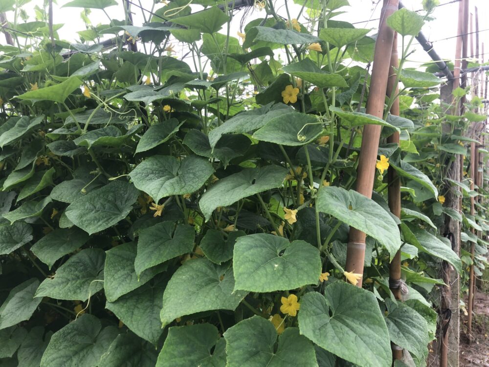 Hạt giống dưa leo F1 chịu nhiệt Venus18 Phú Điền