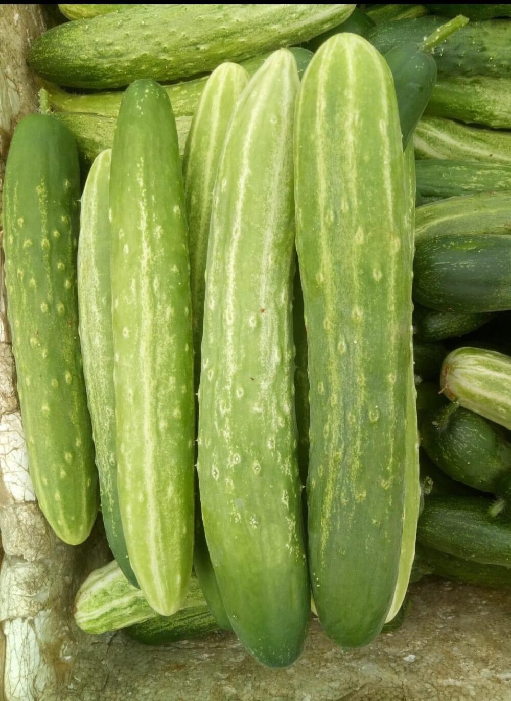 Hạt giống dưa chuột nếp ta Phú Điền